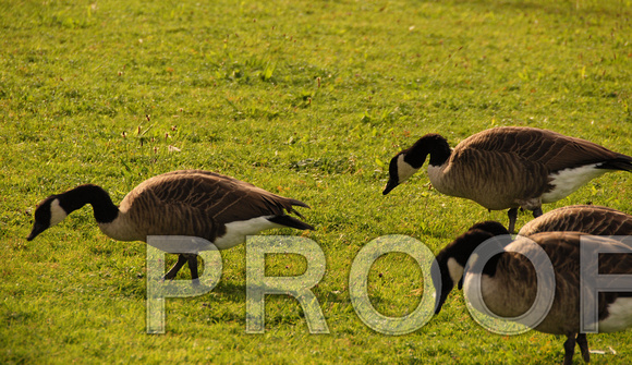 Geese at the Nymphenburg Palace, Germany