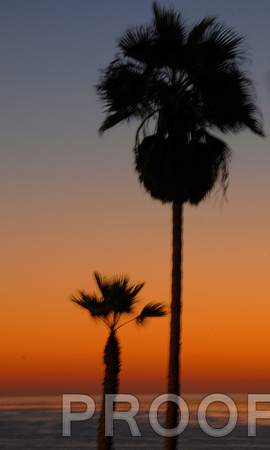 Palms swaying on strong breeze