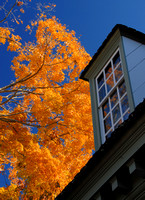 Striking colors of fall in Williamsburg